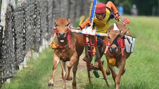 Kebudayaan suku Madura (Foto: ANTARA FOTO/SAIFUL BAHRI)