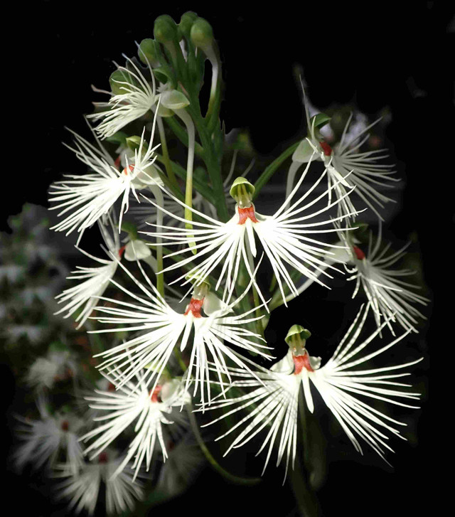 Gambar 1. Bunga Anggrek Medusa (Habenaria medusa). Foto: Aninda.