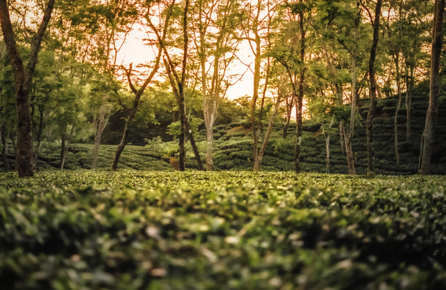 Kebun Teh Kemuning. Foto hanyalah ilustrasi, bukan tempat yang sebenarnya. Sumber: Unsplash/Bhaskarjyoti Das