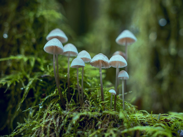 Ilustrasi klasifikasi pada kingdom fungi berdasarkan cara reproduksinya. Sumber: pexels.com/Gochrisgo.