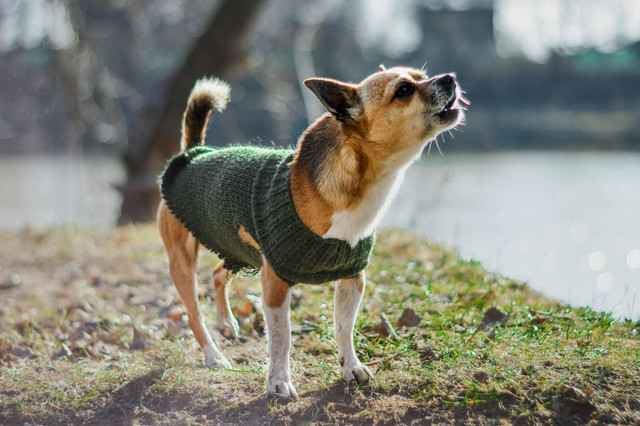 Ilustrasi Penyebab Bulu Anjing Chihuahua Rontok,Foto:Pexels/Erik Izsóf