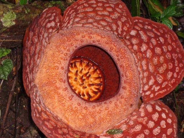 Ilustrasi penyebab bunga rafflesia terancam punah, FreeImages/oileen