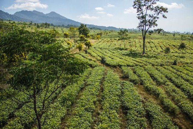 tiket masuk Asstro Highland Ciater. Foto hanyalah ilustrasi bukan tempat sebenarnya. Sumber: Unsplash/Levi Ari Pronk