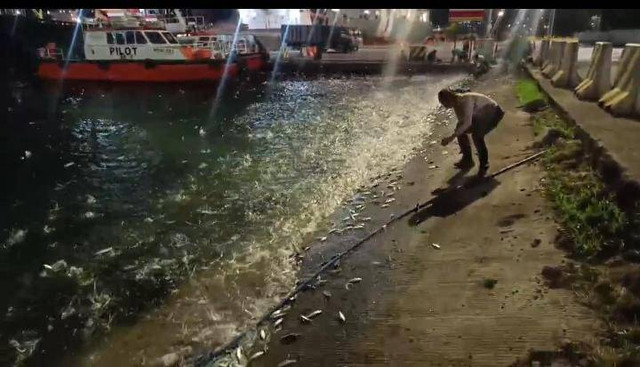 Ratusan Ikan Naik ke Daratan di Pelabuhan Panjang, Kecamatan Panjang, Bandar Lampung. | Foto: Istimewa