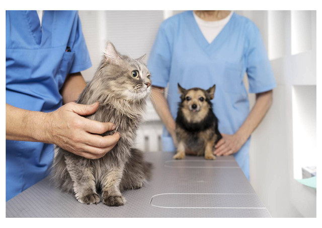 Picture above shown the scene of clinic which have veterinar with animals. Cite from Page 9 | Pet Doctor Images - free download on FreePik. (n.d.). Freepik. https://www.freepik.com/free-photos-vectors/pet-doctor/9