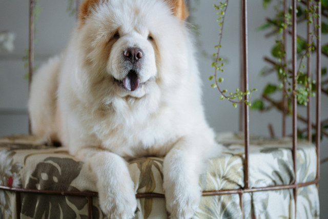 Ilustrasi Cara merawat anjing chow chow. Foto: Pexels.com/Lemuel