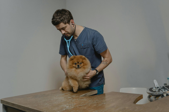 Ilustrasi Apakah anjing pomeranian galak. Foto: Pexels.com/Tima Miroshnichenko