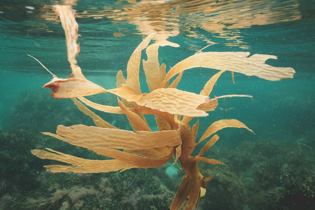 Cara budidaya rumput laut di tambak, Pexels/Lachlan Ross