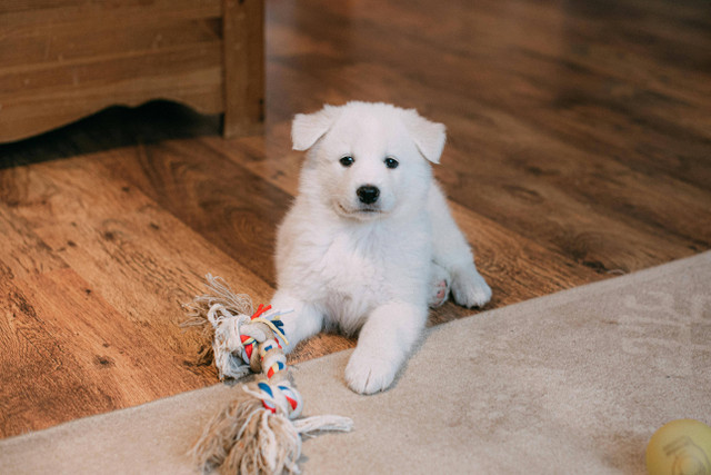 Ilustrasi Cara Merawat Anjing Samoyed, Foto: Pexels/Tanya Gorelova