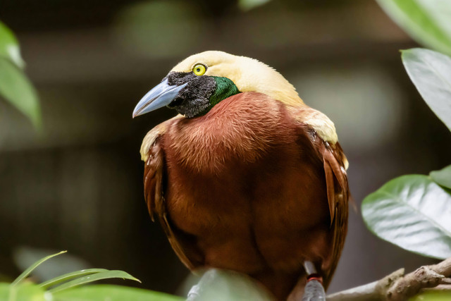 Ilustrasi Tempat Konservasi Burung Cendrawasih dan Cara Melestarikannya, Pexels/ERIK DING