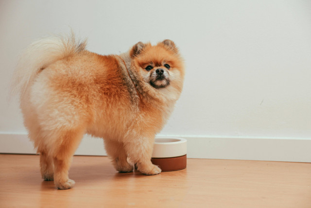 Ilustrasi Apakah Anjing Pomeranian Berisik,Foto:Pexels/Cup of Couple