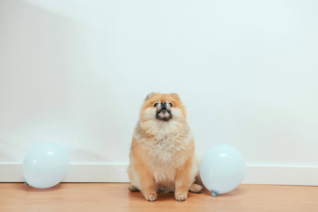 Ilustrasi Apakah Bulu Pomeranian Rontok,Foto:Pexels/ Cup of Couple