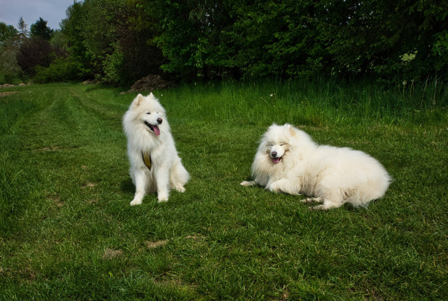 Ilustrasi Apakah Anjing Samoyed Berbahaya? Ini Faktanya, Unsplash/Harald Keller