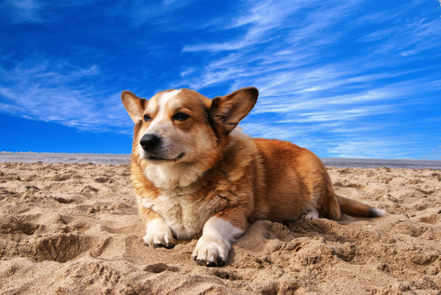 Apakah Anjing Corgi Berisik? Pexels/Pixabay