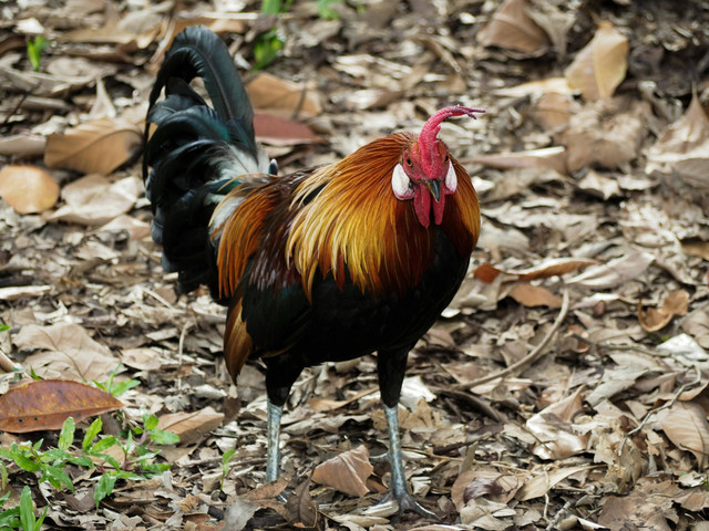 kelemahan dan kelebihan budidaya ayam kampung sistem umbaran, Pexels/Darvin Riego de Dios