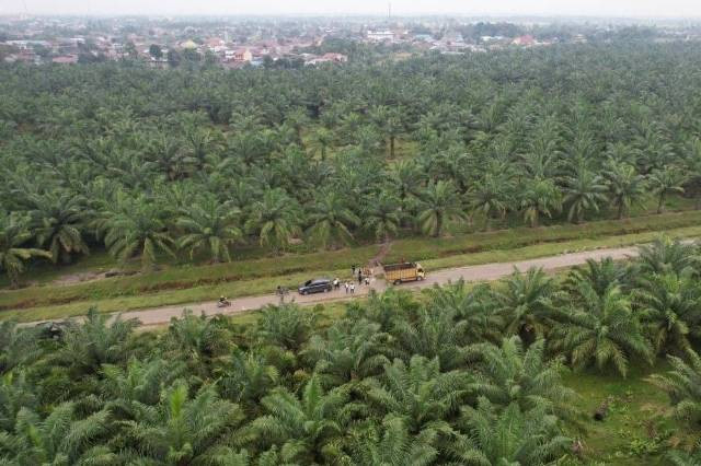 Ilustrasi perkebunan kelapa sawit. (dok. Kementerian Koperasi dan UKM)