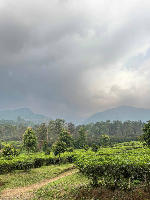 Jalan Raya Puncak KM 87, Tugu Selatan, Cisarua, Kabupaten Bogor, Jawa Barat, Indonesia