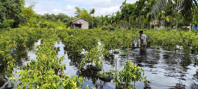 Kondisi banjir menggenangi kdbun warga di Mempawah. Foto: M. Zain/Hi!Pontianak