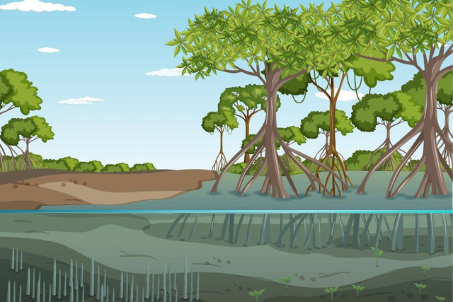 Ilustrasi Hutan Mangrove. (Sumber : foto di atas milik penulis)