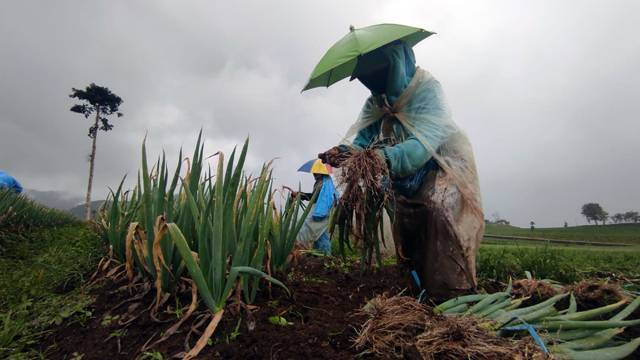 Petani di Kecamatan Modoinding, Kabupaten Minahasa Selatan, Sulawesi Utara.