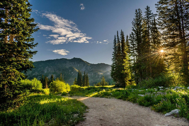 Ilustrasi hutan sebagai sumber pangan. Foto: Pexels