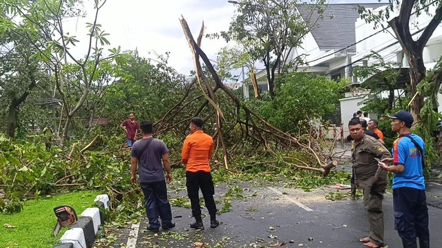 Pohon tumbang di Surabaya akibat terjangan puting beliung. Foto: Humas ITS