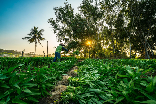 BRI dukung ketahanan pangan nasional dengan menyalurkan kredit Rp 199,83 triliun kepada sektor pertanian hingga September 2024. Foto: Dok. BRI