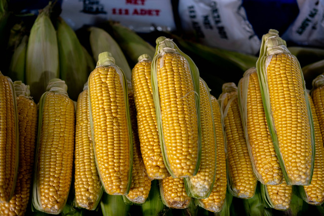 Ilustrasi cara fermentasi jagung giling, foto: unsplash/Doğan Alpaslan DEMİR