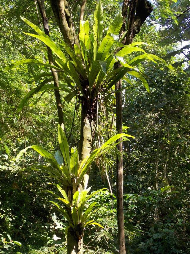 Gambar 1. Penampakan Asplenium nidus yang tumbuh di dalam kawasan hutan Wikasatrian. Sumber Foto: Dokumentasi Arief Hidayat (2023)