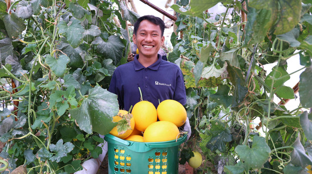 Petani melon golden premium Sentra Industri Bukit Asam (SIBA) Pembibitan di Desa Tanjung Karangan, Kabupaten Muara Enim yang berhasil berkat Program Dorong Ekonomi Sektor Agrikultur Dengan Inovasi Menuju Pengelolaan Lingkungan Berkelanjutan (DESA IMPIAN) PT Bukit Asam Tbk (PTBA). Foto: Dok. Bukit Asam