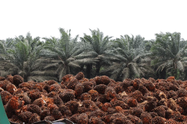 Sumber : https://www.shutterstock.com/image-photo/price-crude-palm-oil-cpo-slumped-1457655317 