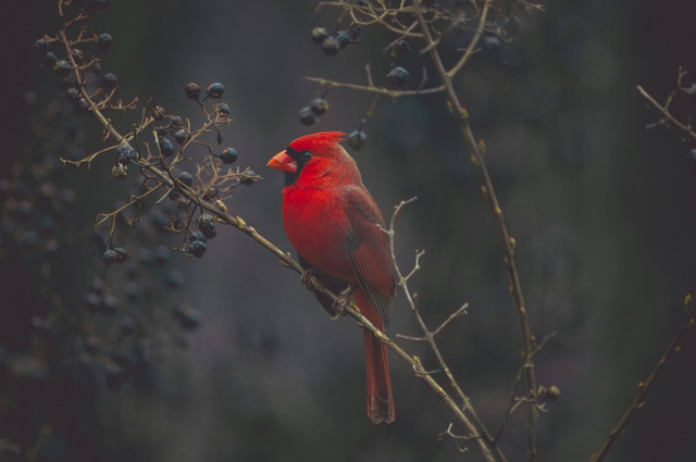 Ilustrasi cara mengatasi anis merah giras. Unsplash/Timothy Dykes