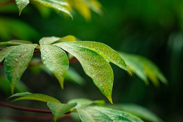 Ilustrasi Bercak Daun Coklat pada Singkong: Penyebab dan Cara Mengatasinya, Unsplash/Marvellous Omosola