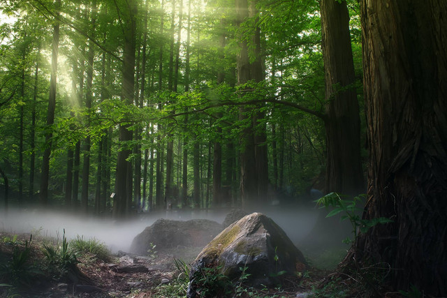 [Goa Pinus Pujon] Foto hanya ilustrasi, bukan tempat sebenarnya. Sumber: unsplash/Zhang Kaiv