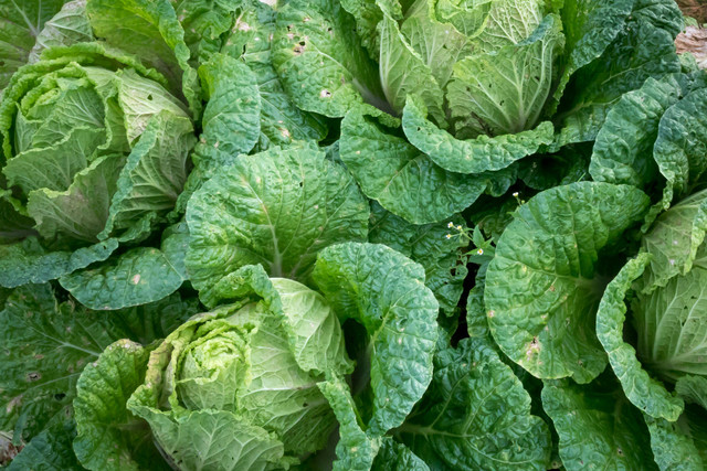 Ilustrasi Penyebab Daun Kubis Menguning, Foto: Pexels/Quang Nguyen Vinh