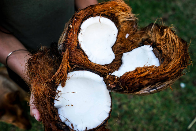 Ilustrasi cara fermentasi nata de coco. Unsplash.com/Jonas-Dücker