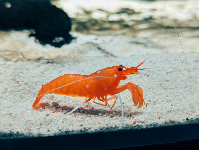 Ilustrasi cara fermentasi udang rebon. Unsplash.com/note-thanun