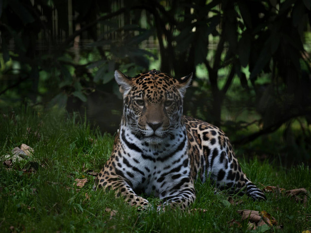 Hewan di Semarang Zoo. Foto hanya ilustrasi, bukan tempat sebenarnya. Sumber: unsplash.com/Tim Hasselmann.