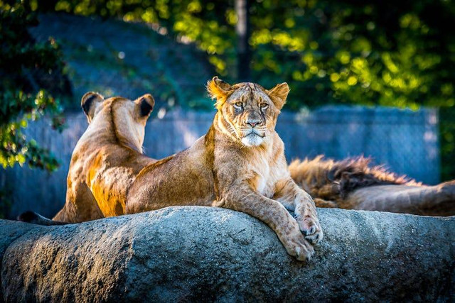 Tiket Masuk Semarang Zoo. Foto hanya ilustrasi, bukan tempat yang sebenarnya. Sumber: Pexels/Goran Vrakela