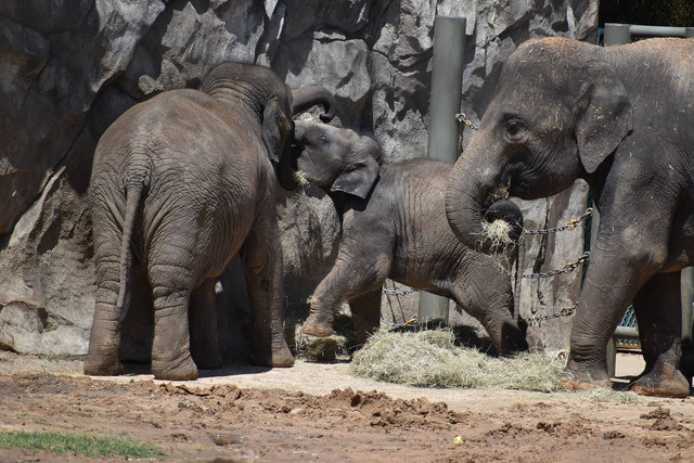 Wahana di Semarang Zoo. Foto hanya ilustrasi, bukan tempat sebenarnya. Sumber: Pixabay/ArtisticOperations