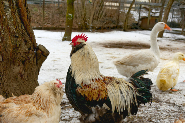 Ilustrasi cara fermentasi kohe kotoran ayam.Unsplash/Tobias Mockenhaupt