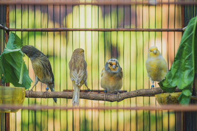 Ilustrasi Cara Mengawinkan Burung Kenari, Unsplash/Dias ^