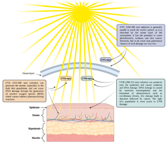 Jenis radiasi UV beserta daya tembusnya ke dalam kulit dan penyakit yang terkait (Sumber: Chavda et al., 2023)