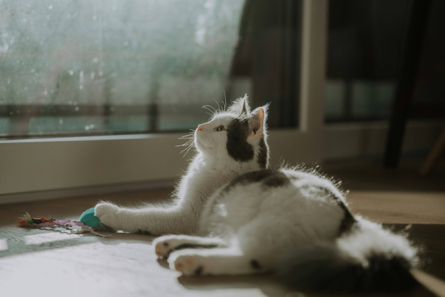 Cat Lounge Habitat Park. Foto hanya sebagai ilustrasi saja, bukan tempat sebenarnya. Sumber: Unsplash/Lara Baeriswyl.