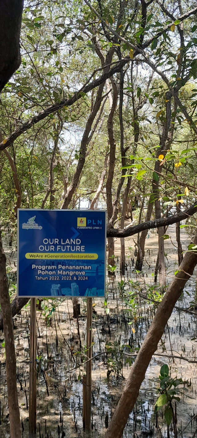 Ilustrasi hutan mangrove surabaya : foto siti nuril qomariya