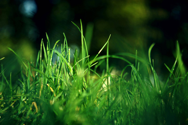 Ilustrasi Cara fermentasi rumput pakan kambing. Foto: Pexels.com/Karol D