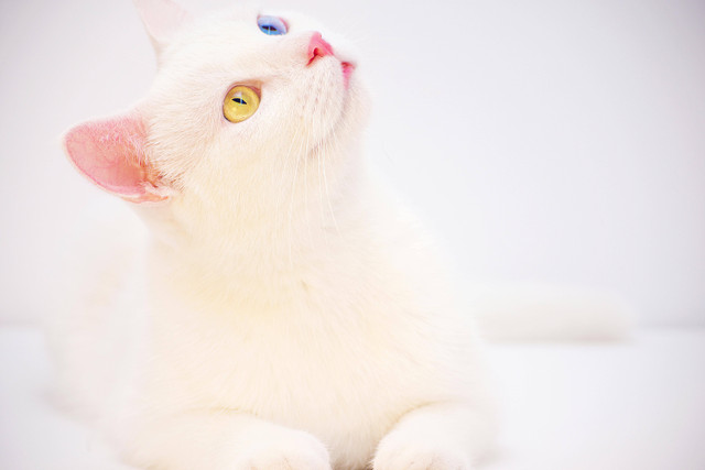 Ilustrasi Sifat Kucing Odd Eye, Foto: Pexels/Diana ✨