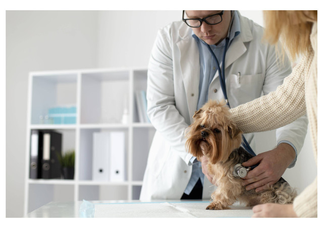 From Free Photo | Cute dog during a consultation. (2022, February 19). Freepik. https://www.freepik.com/free-photo/cute-dog-consultation_23668699.htm#from_view=detail_alsolike