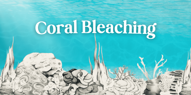 Ilustrasi pribadi : coral bleaching atau pemutihan karang. 