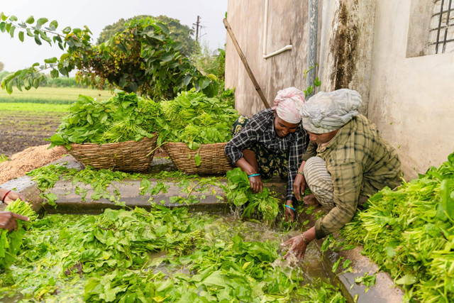 Ilustrasi Kangkung Siap Panen Berapa Hari? Inilah Jawabannya, Pexels/EqualStock IN